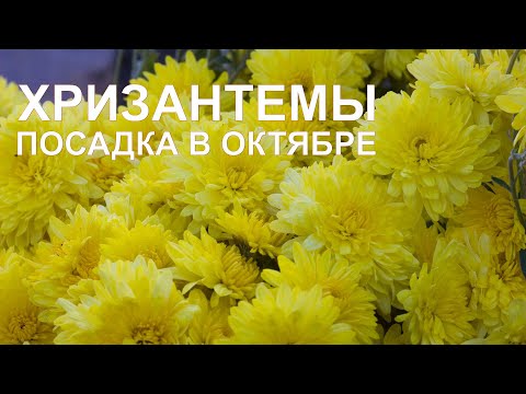 Видео: Сажаем хризантемы в октябре