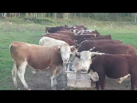 Видео: Бычки на летнем пастбище🐂