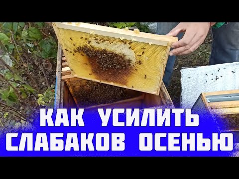 Видео: Как подсилить слабую семью. Как усилить слабые отводки пчел осенью