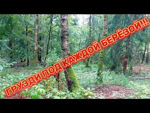 Видео: ГРУЗДИ ПОД КАЖДОЙ БЕРЁЗОЙ!