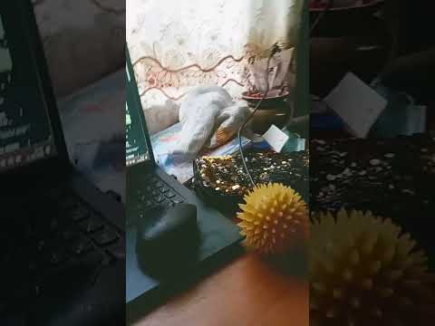 Видео: 27 вересня 2025 р.