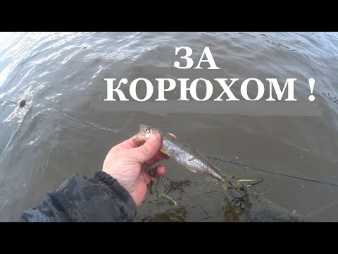 Видео: Богатый улов!Корюшка в Арктике на сетки пешком в броднях штанах!Проверяю корюшковые и камбал сети.1ч