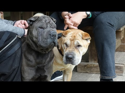 Видео: ДТ - 162. Стая шарпеев. Сложности управления. Ч.2