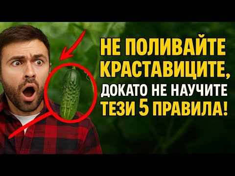 Видео: Не поливайте краставиците, докато не научите тези 5 правила! Реколтата ви е в опасност 💧