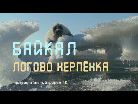 Видео: Восточная Сибирь. Байкал. Ушканьи острова. Байкальская нерпа. Nature of Russia. 4К