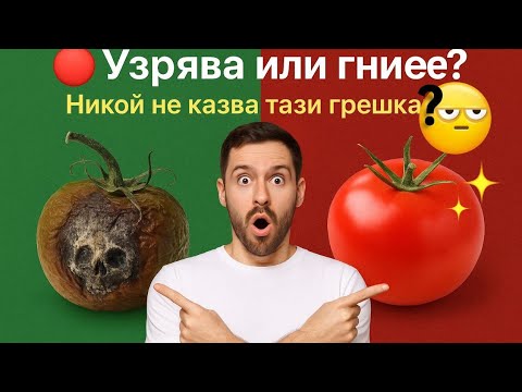 Видео: 🧠 Защо някои домати узряват, а други изгниват – грешките, които никой не казва!