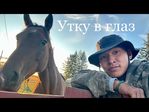 Видео: УТКУ В ГЛАЗ