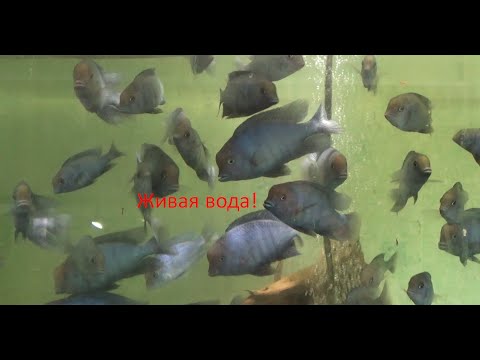 Видео: Вода,о которой можно только мечтать!