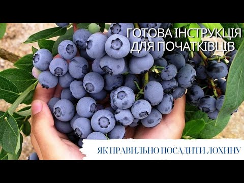 Видео: ПОСАДКА ЛОХИНИ 🌱усі етапи, нюанси, особливості