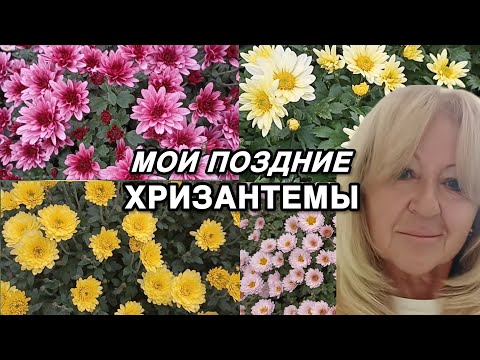 Видео: Цветочное чудо ноября 🌸 Мои хризантемы на даче