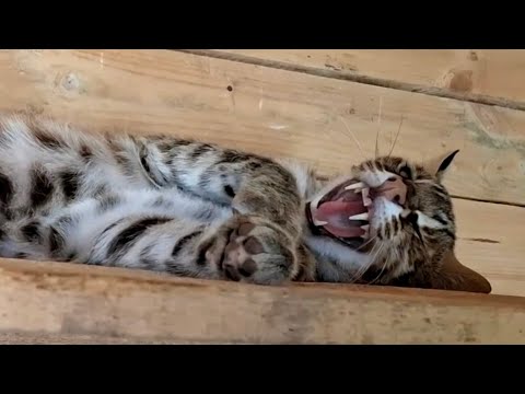 Видео: СТЕЛЮ КОВЕР ДИКОМУ КОТУ. ОН НЕ ЗАКАЗЫВАЛ