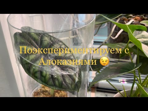 Видео: Мои алоказии ! Другой подход в содержании