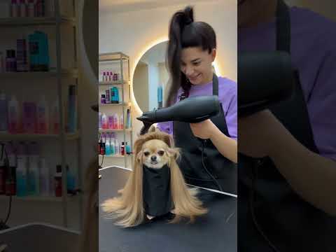 Видео: Чихуахуа в восторге от нового образа #приколы #юмор