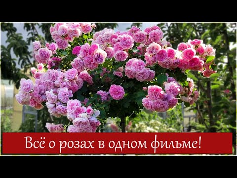 Видео: Всё о розах в одном фильме