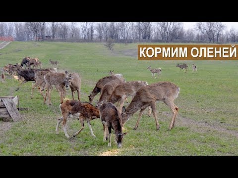 Видео: Дичепитомник ООО Природа. Кормление животных.