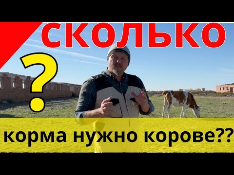 Видео: А сколько ест корова в день? А бычки на откорме?