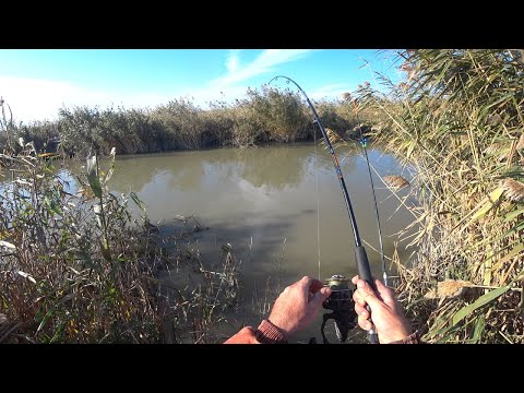Видео: Я не ожидал такого клёва в это время года рыбалка на  сазана