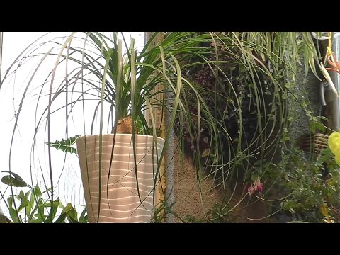 Видео: НАСИЛУ выудила из ЭТОГО горшка! НОЛИНА / Конский хвост / Слоновая нога. ПЕРЕСАДИТЬ НОЛИНУ.