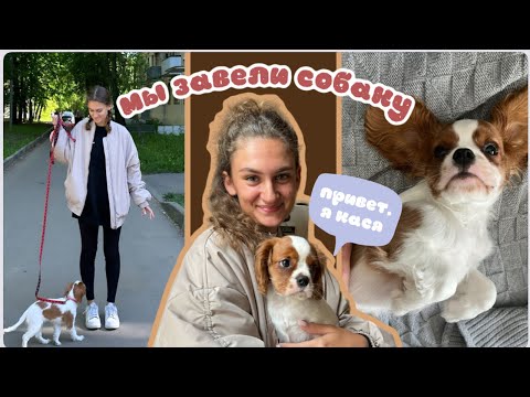 Видео: МЫ ЗАВЕЛИ ЩЕНКА // Я СОБАКИНА МАМА