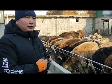 Видео: СОЗ ЖОК ПРОСТО. НАРЫН,АТ БАШЫ, 1- БОЛУК. Мирлан таксырдын короосу.