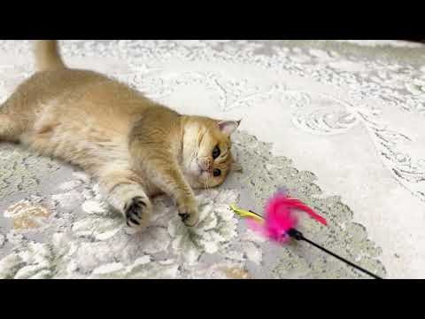Видео: Новая игрушка кошки🐈🎏🪶