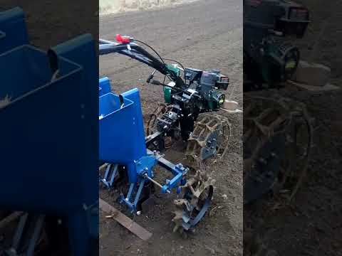 Видео: Посадка чеснока в Дорошовке