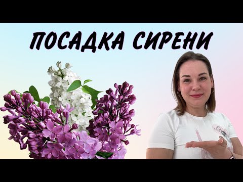 Видео: САЖАЕМ СИРЕНЬ В САДУ