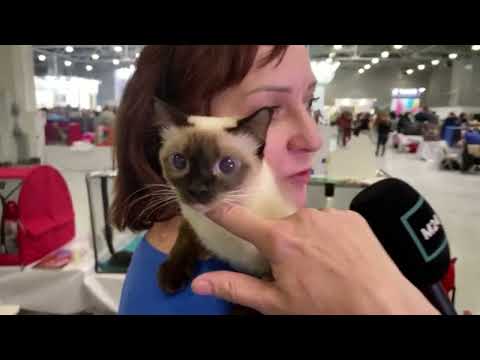 Видео: Мы на канале Москва 24. Выставка кошек в Крокус Экспо, 2-3 марта 2024г.