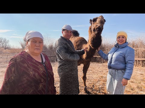 Видео: Узбекистан ! Как живут КАЗАХИ? Казы, тандырные лепешки, ДОИМ ВЕРБЛЮДА! Забор из КАМЫША! АЗАН