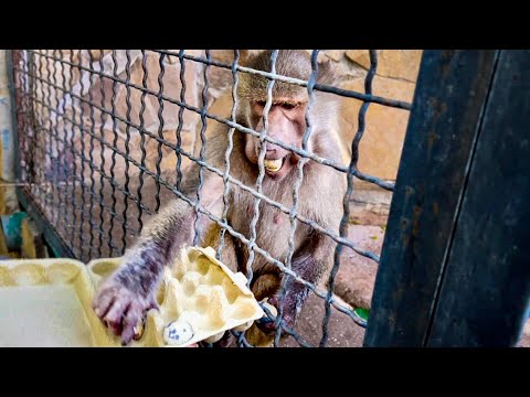 Видео: СМЕШНО ДО СЛЕЗ! Люська дорвалась до яиц и в миг СЪЕЛА ВСЮ ПАЧКУ! 