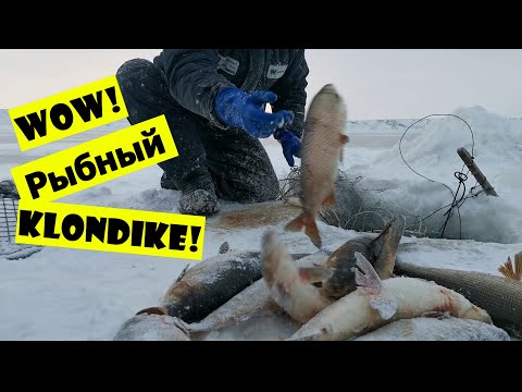 Видео: Разработка рыбной жилы!!!