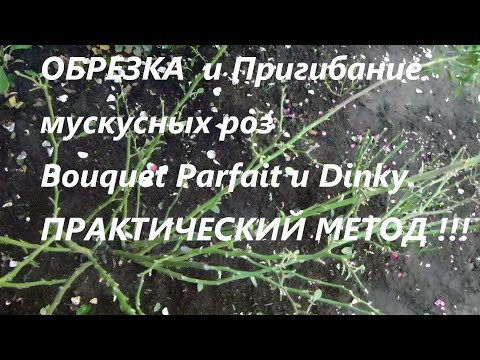 Видео: ОБРЕЗКА  и Пригибание мускусных роз Bouquet Parfait и Dinky.ПРАКТИЧЕСКИЙ МЕТОД !!!