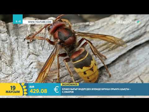 Видео: Әлемдегі ең үлкен ара | Нұргүл Мәлтік