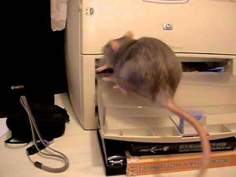 Видео: Крыса- мама собирает детей.AVI