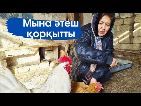 Видео: Vlog.Тауықтарды санадым.Тауықтар видеоға түсіге ұялып жүр