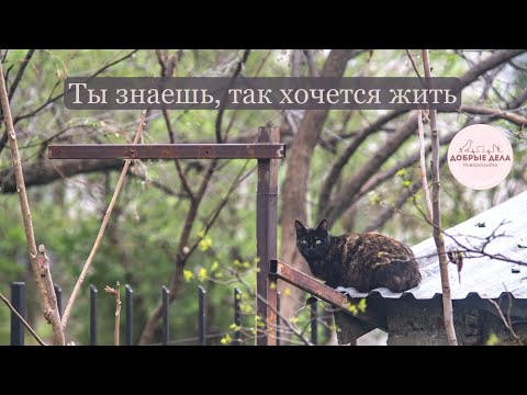 Видео: Ты знаешь, так хочется жить