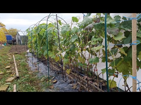 Видео: Как вызрела виноградная «школка». Беларусь , Острошицкий городок! 