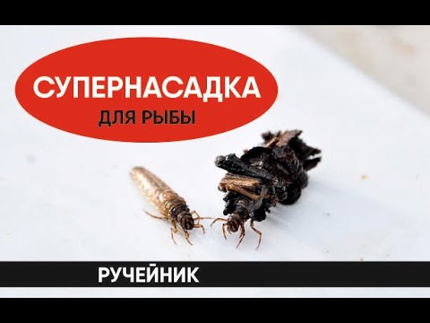 Видео: РУЧЕЙНИК - СУПЕРНАСАДКА ДЛЯ РЫБЫ. Как собрать найти и сохранить.