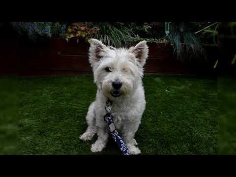 Видео: Керн Терьер. Плюсы и минусы, Цена, Как выбрать, Факты, Уход, История