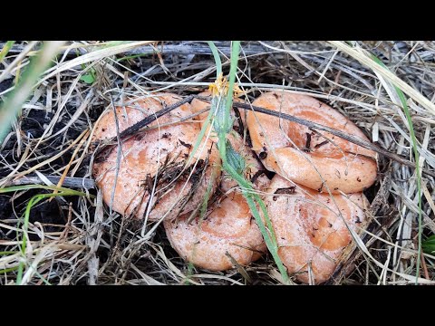 Видео: Собираю рыжые  РЫЖИКИ // царские грибы // сосновые рыжики //