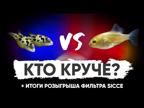 Видео: Кто круче? Карликовый тетраодон vs золотой тетраодон