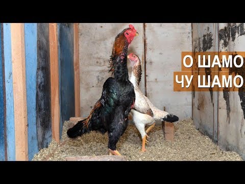 Видео: Куры пород О Шамо и Чу Шамо. Птицеводческое хозяйство Натальи Мамедовой