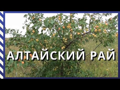 Видео: Алтайское изобилие/ Горы в яблоках/ Прогулка по горам/#Переезд на Алтай#Переезд в деревню#