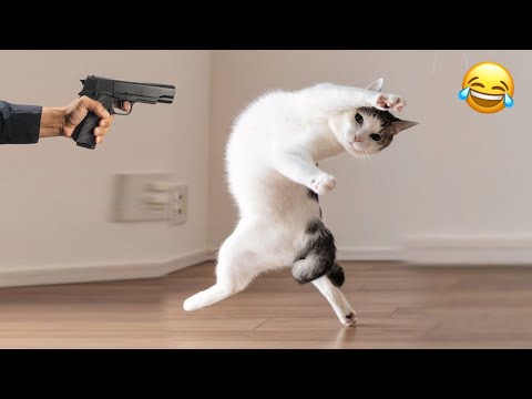 Видео: Уморительные животные, от которых ты заплачешь от смеха! 😂