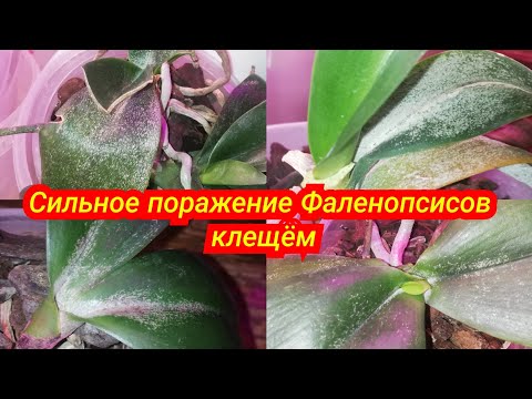 Видео: Ужасно, но это нужно показать/Сильное поражение клещём на Орхидеях/не выбрасывайте, их можно спасти
