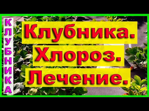 Видео: Клубника. Хлороз. Лечение на 23 минуте видео.