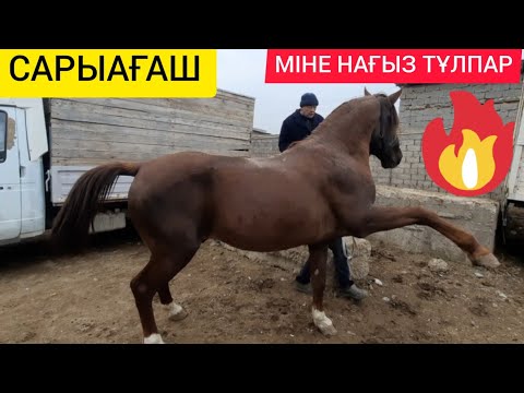 Видео: Сарыағаш мал базары. 14.11.2022ж ҚҰНАН, ДӨНЕН, АТТАР БАҒАЛАРЫ.