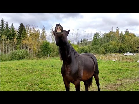 Видео: Стабунивание, часть 1. Знакомство с мерином / Herding up, part 1. Mare meets gelding