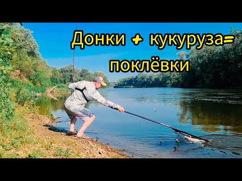 Видео: Ловля под корягой = ТОЛЬКО КРУПНАЯ РЫБА! Неожиданный результат!