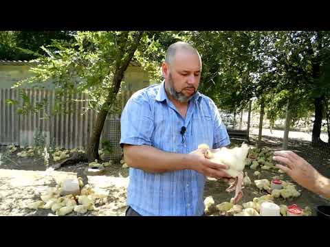 Видео: Заводим настоящую Линдовскую// 10 дней от роду//Вакцинация